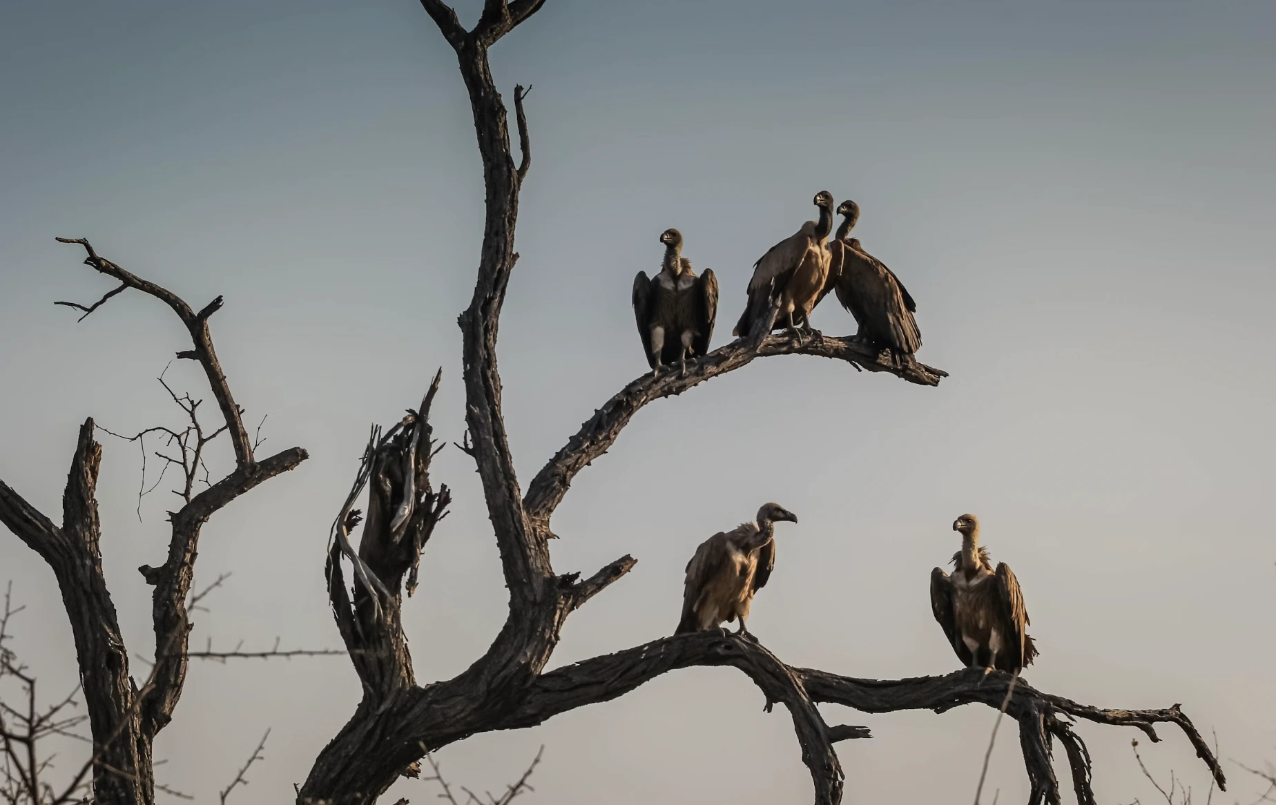 Gli Avvoltoi Potenziati dall’IA Potrebbero Rivoluzionare la Conservazione della Fauna Selvatica e il Rilevamento delle Malattie