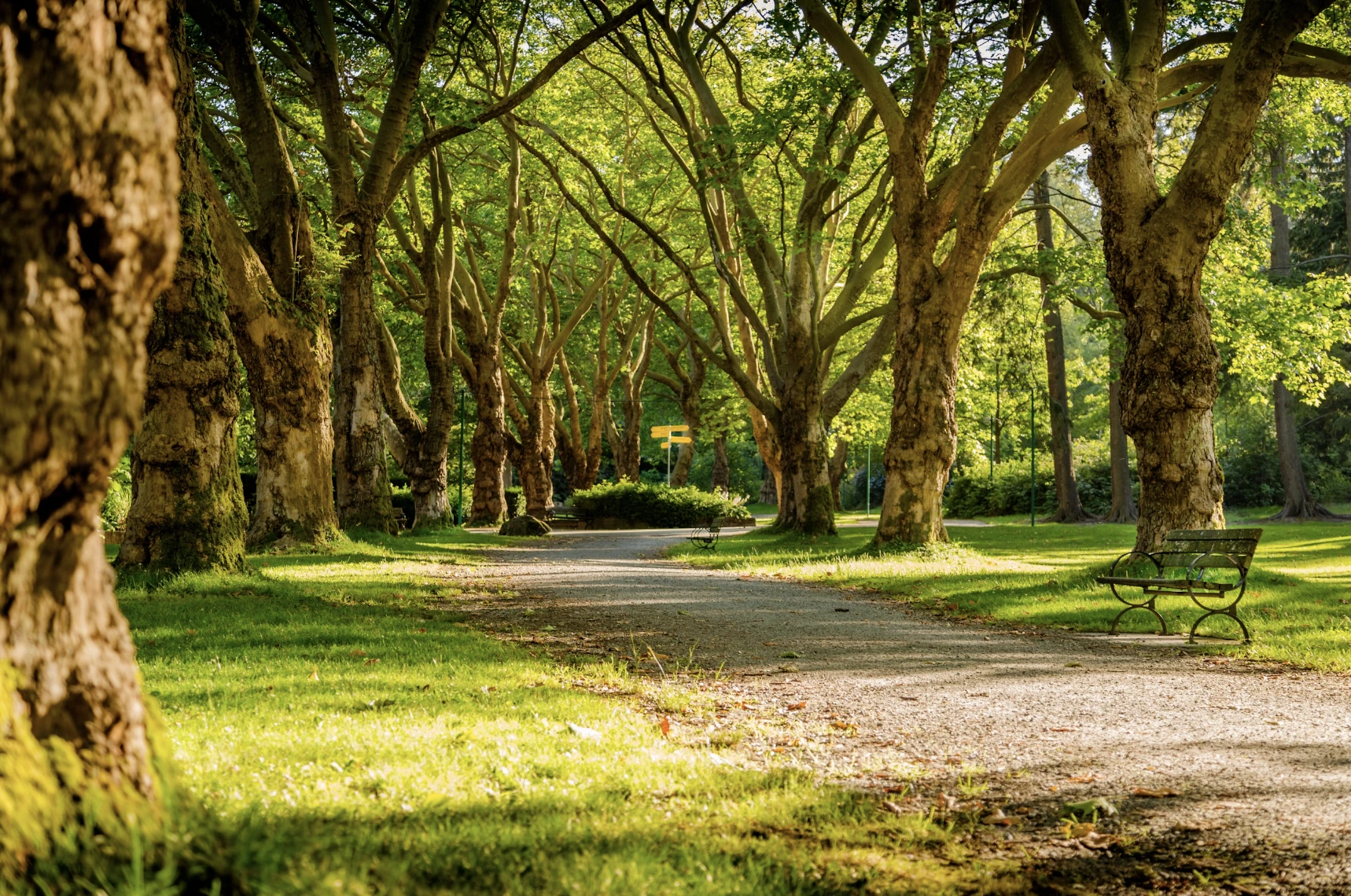 L’IA Potenzia i Modelli di Foreste Urbane