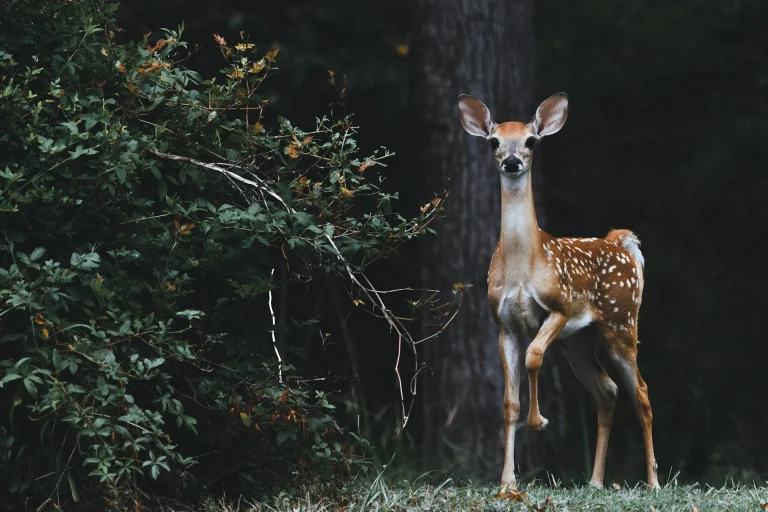 Google lancia SpeciesNet, un’IA open-source per l’identificazione della fauna selvatica